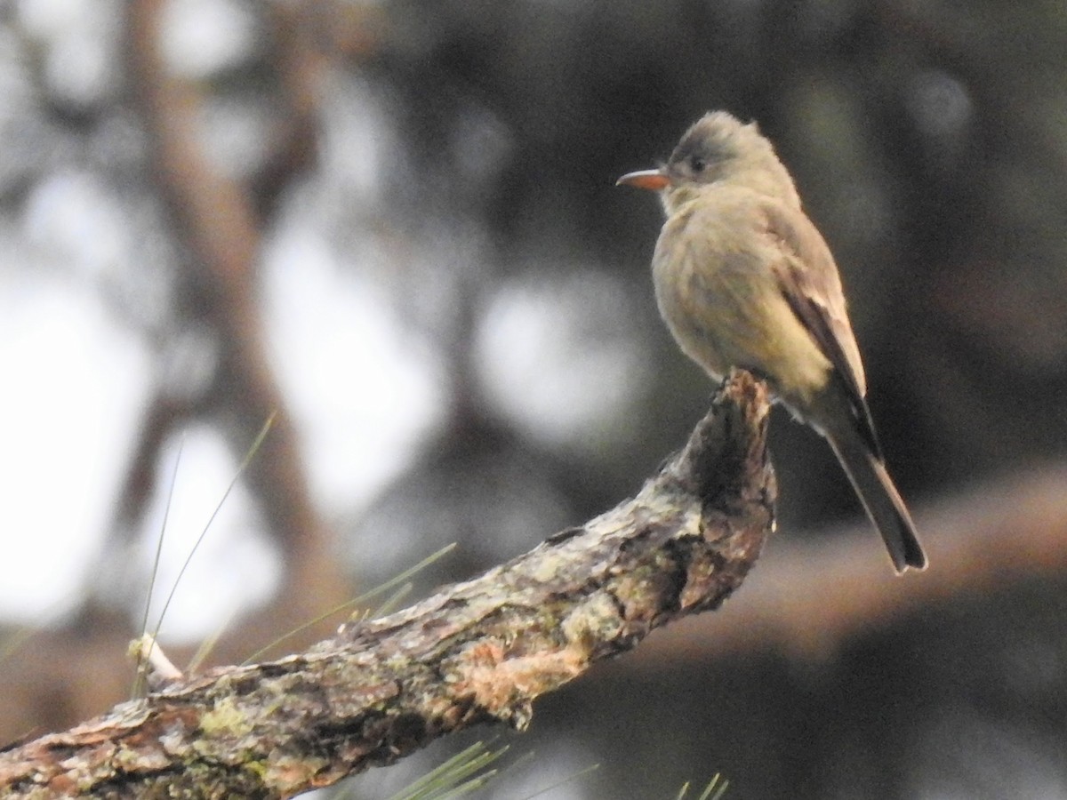 Pibí Tengofrío - ML647848062