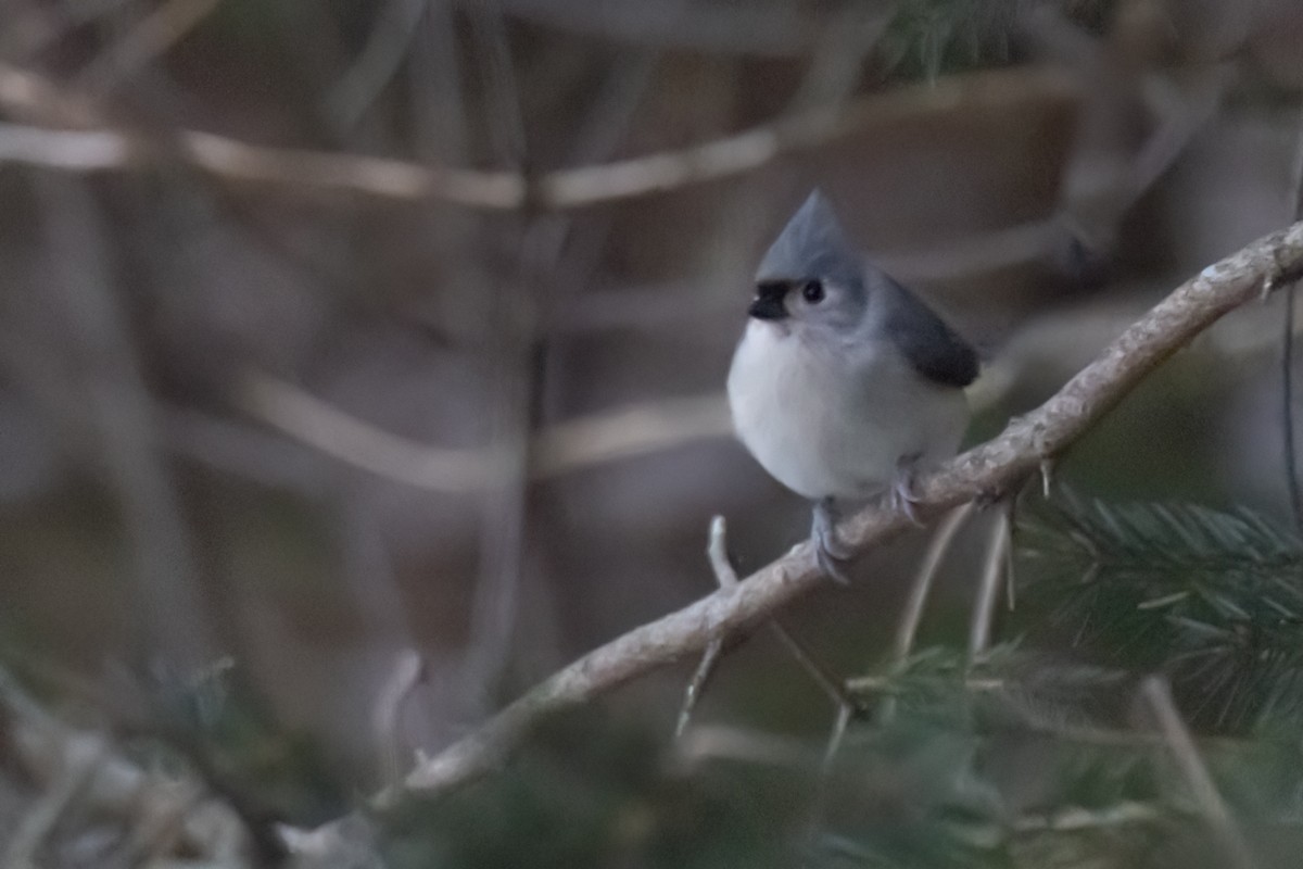 Herrerillo Bicolor - ML647848063