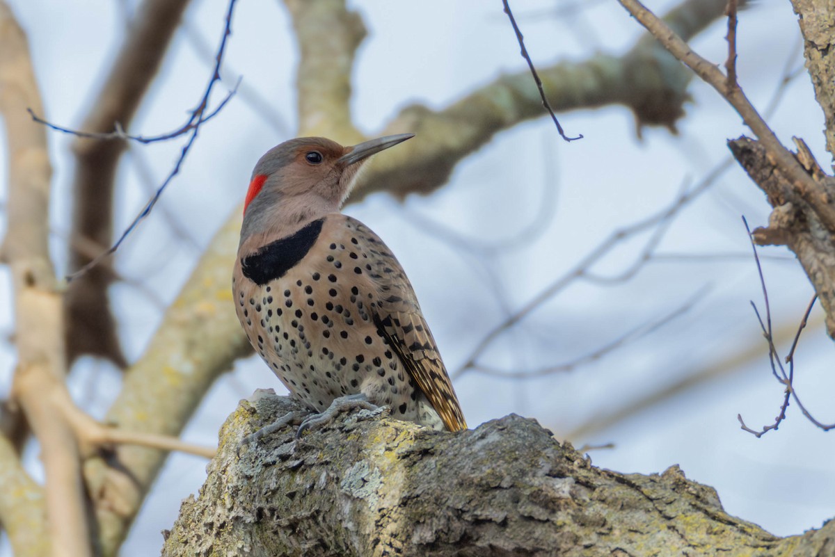 Carpintero Escapulario - ML647848064