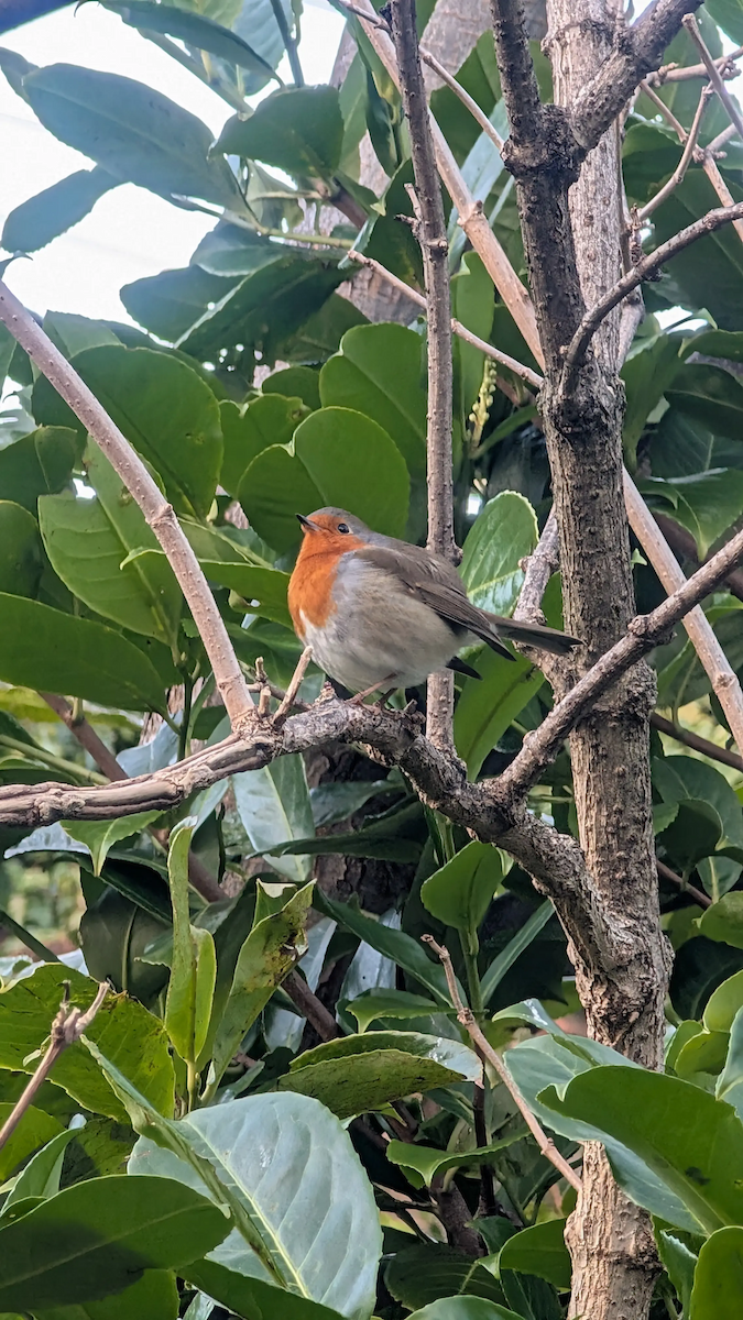 Petirrojo Europeo - ML647848065