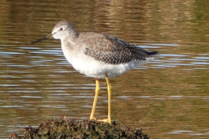 Archibebe Patigualdo Grande - ML647848066