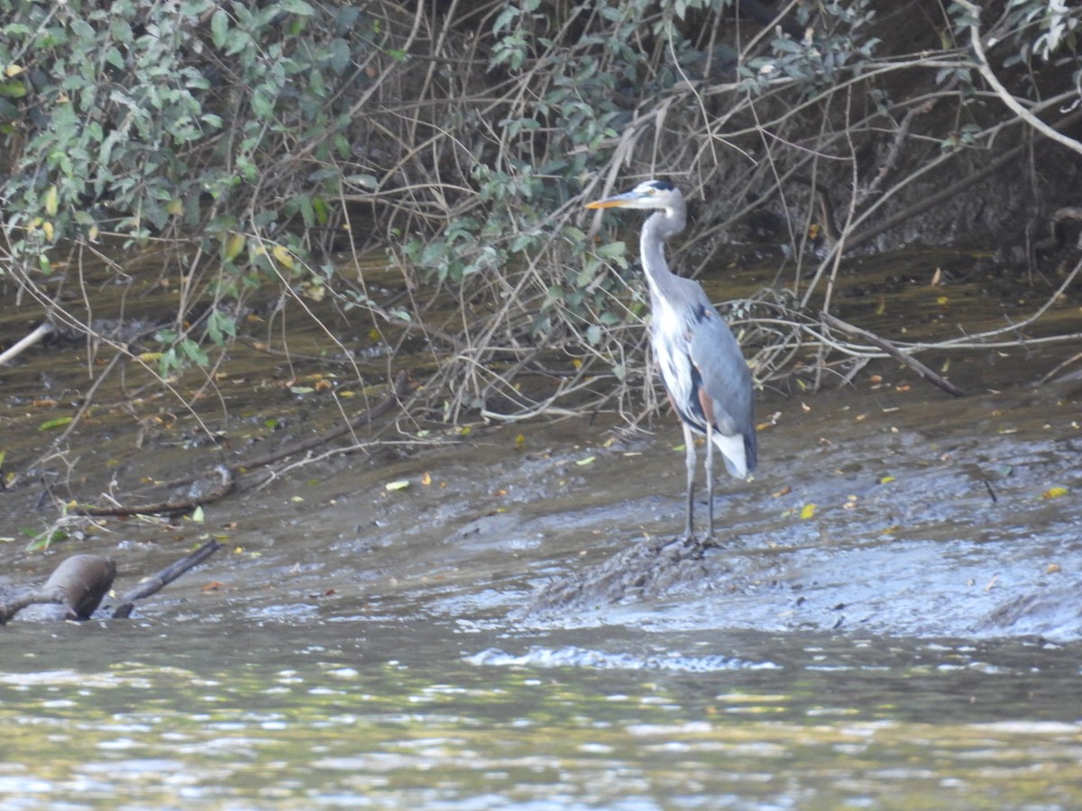 Garza Azulada - ML647848067