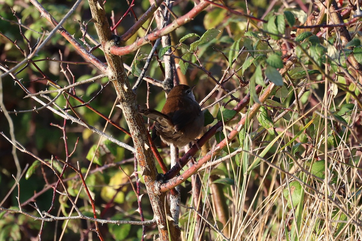 Cetia Ruiseñor - ML647848068