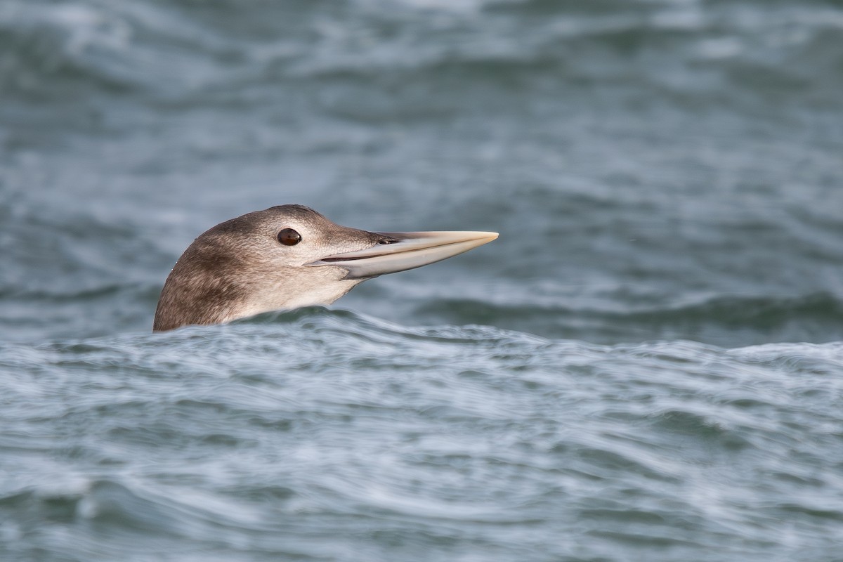 Colimbo de Adams - ML647848069