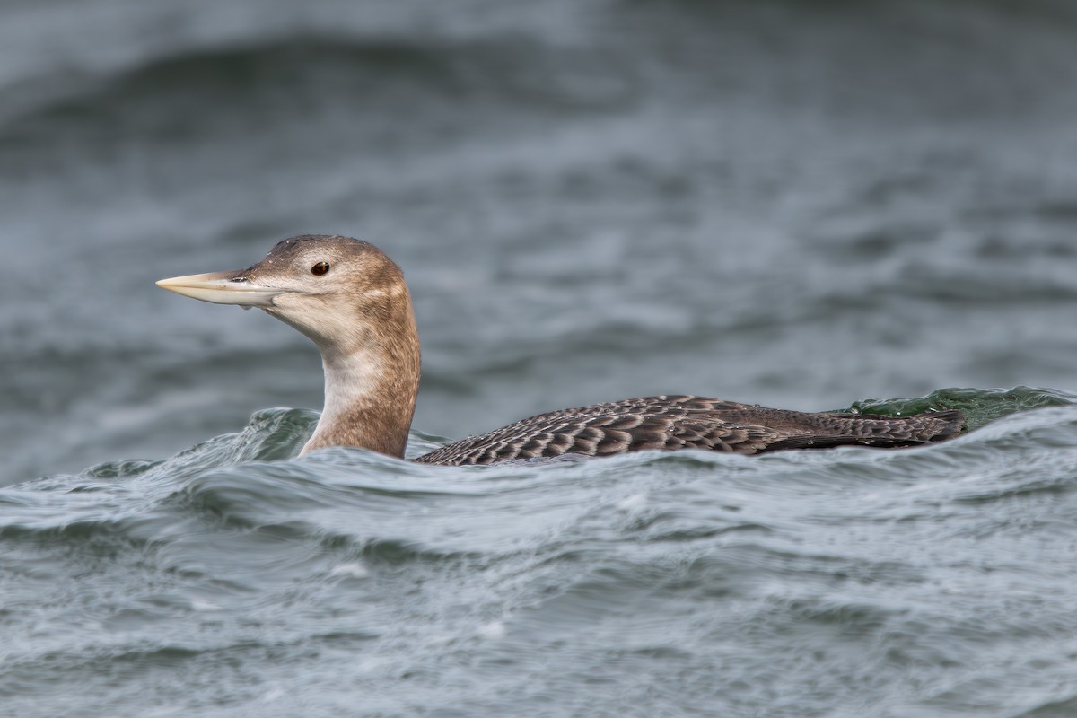 Colimbo de Adams - ML647848070