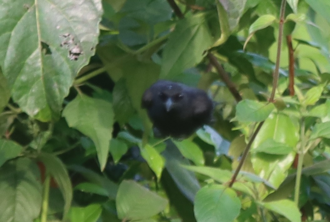 Bubú Sombrío - ML647848076