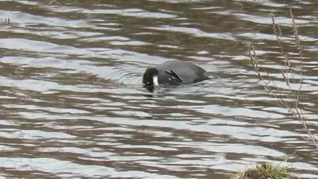 lyska americká - ML647848094