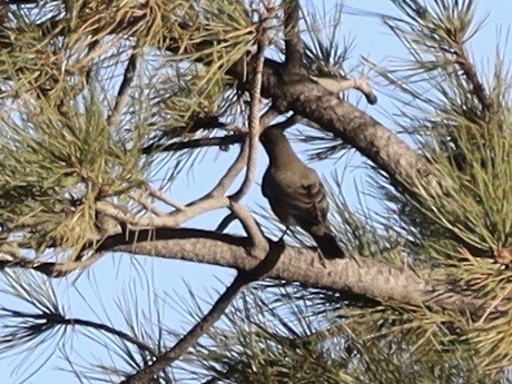 コマツグミ - ML647848095