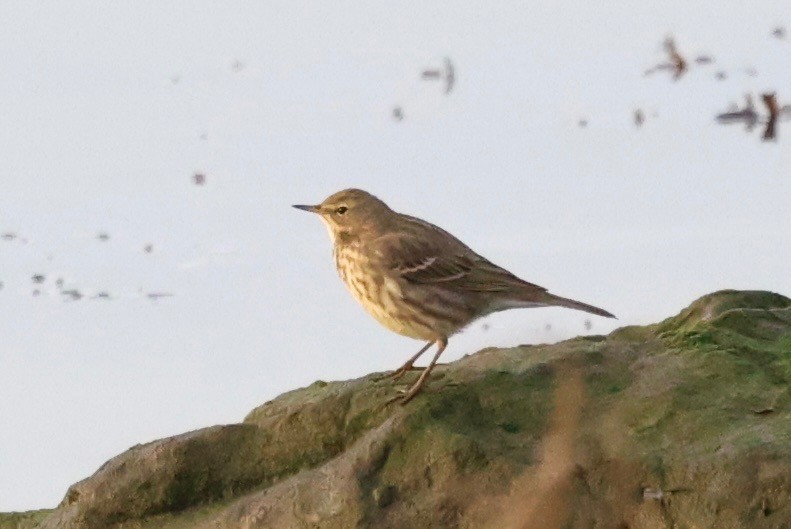 Bisbita Costero - ML647848129