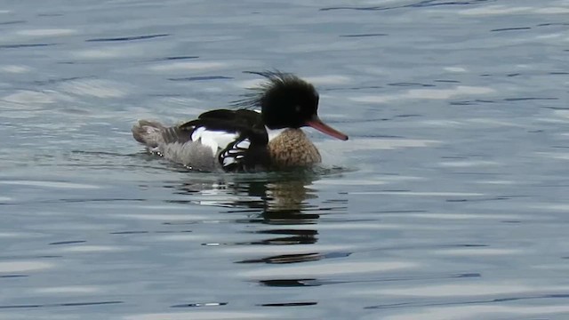 morčák prostřední - ML647848135