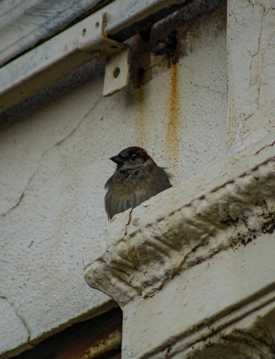 vrabec domácí - ML647848162