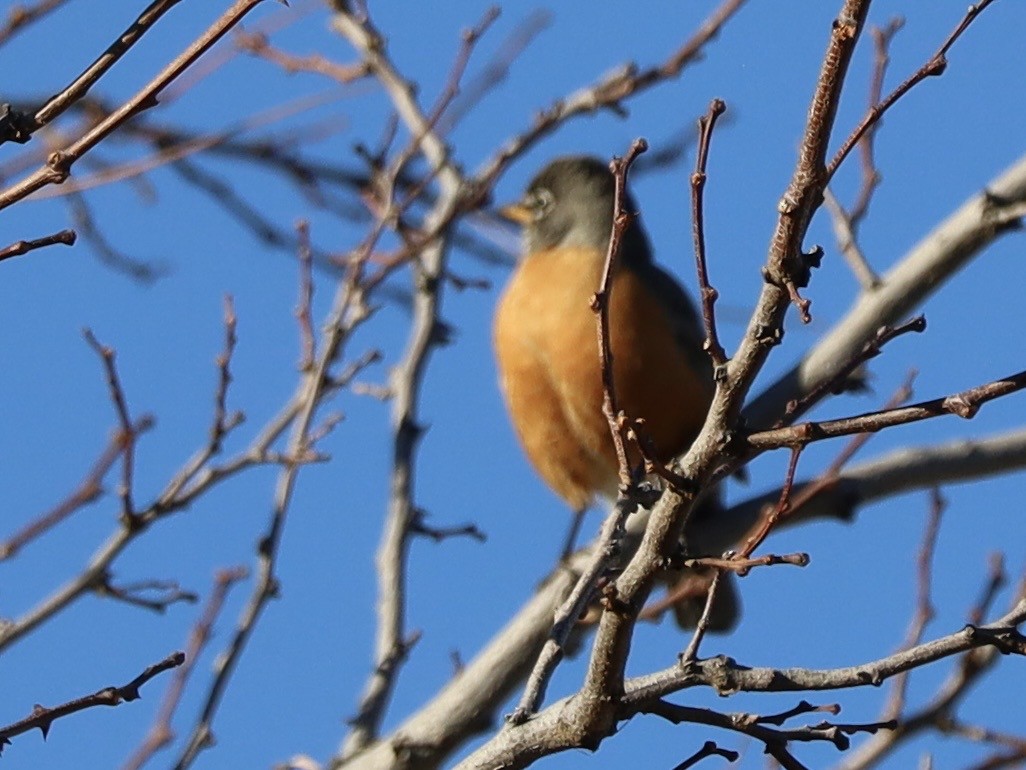 コマツグミ - ML647848163