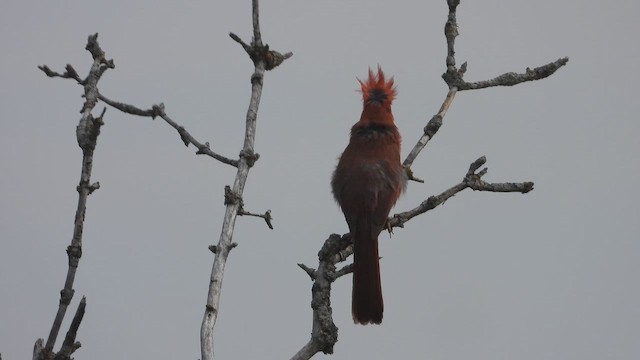 kardinál červený - ML647848165