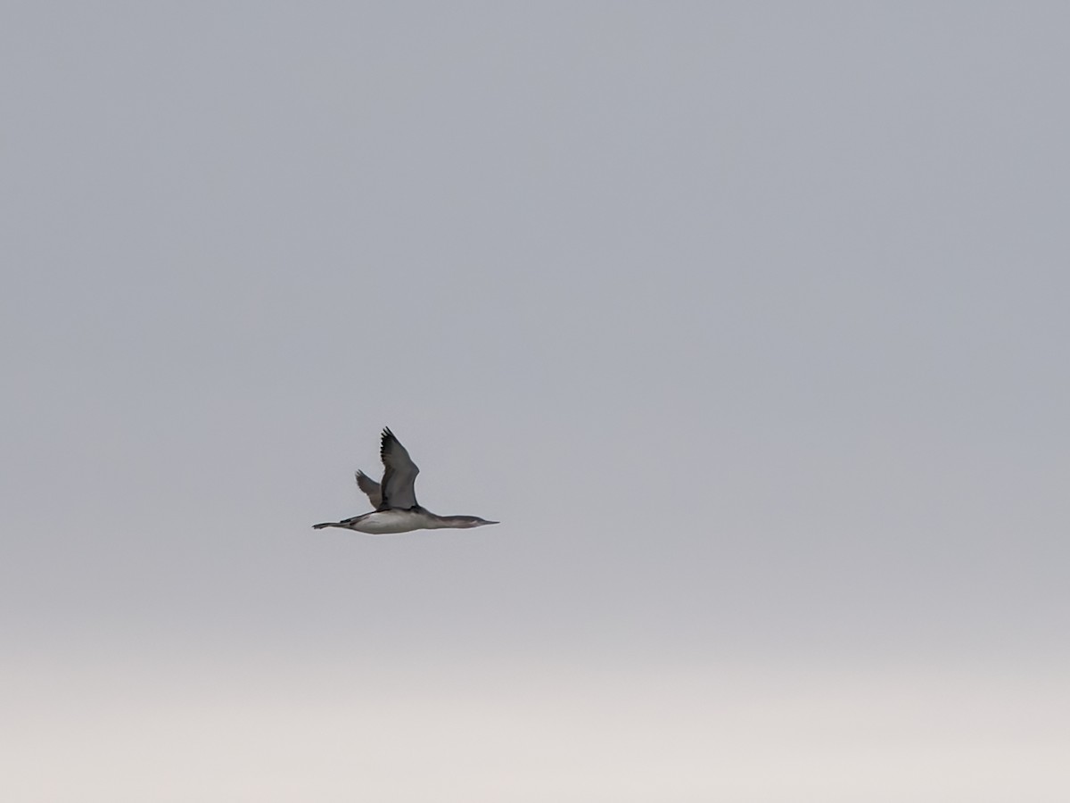 צוללן אדום-גרון - ML647848181