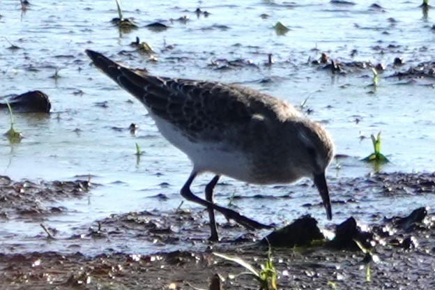 bonapartesnipe - ML647848229