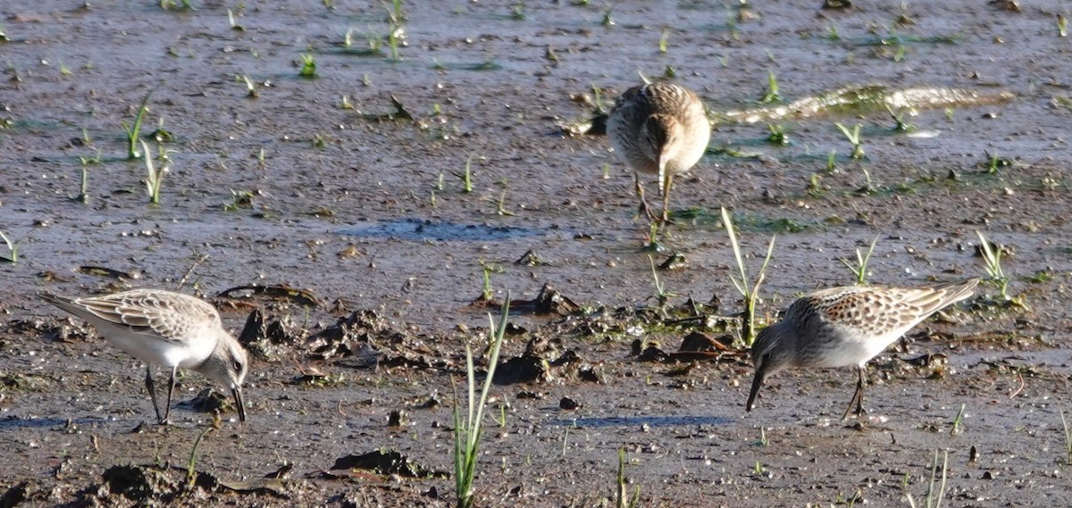 bonapartesnipe - ML647848245