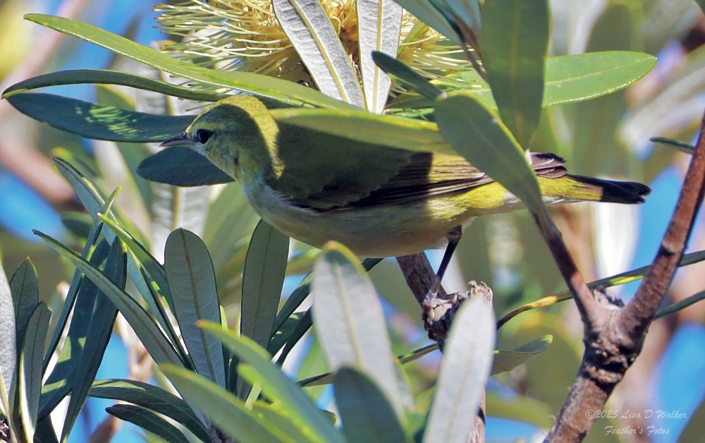 møllparula - ML647848270