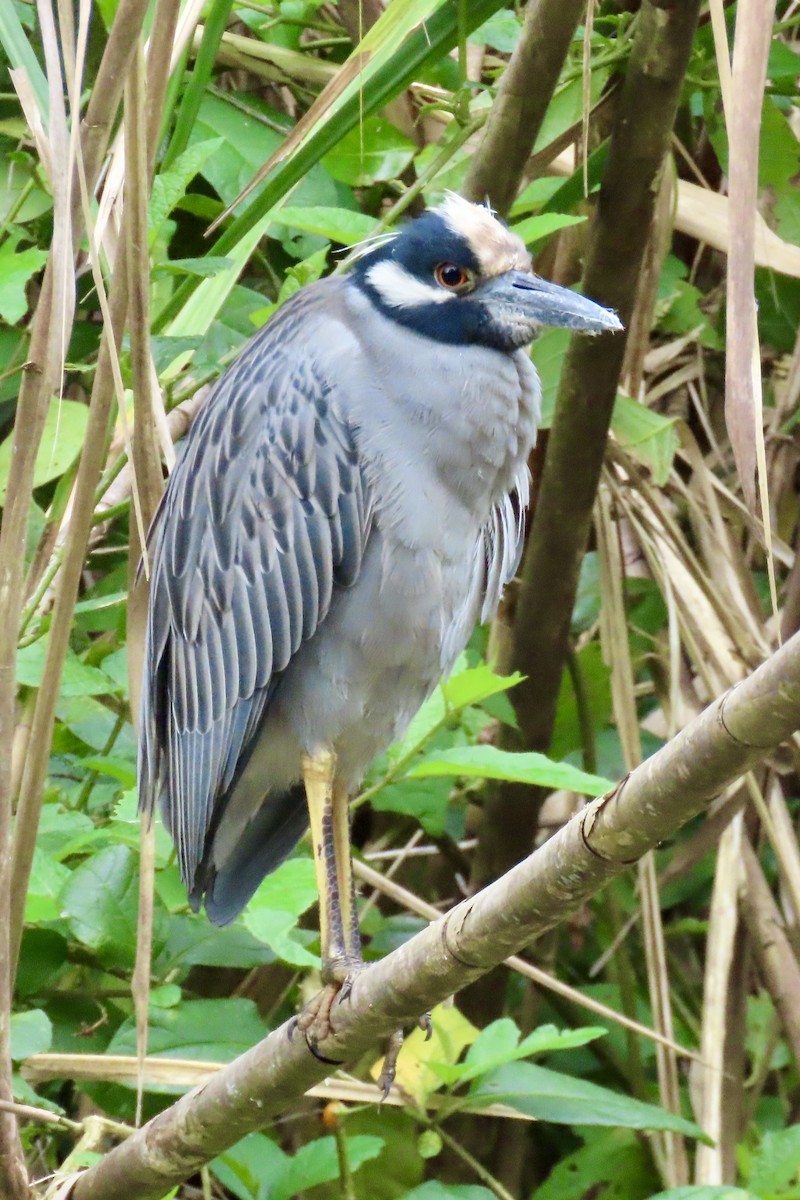 Sarı Tepeli Gece Balıkçılı - ML647848284