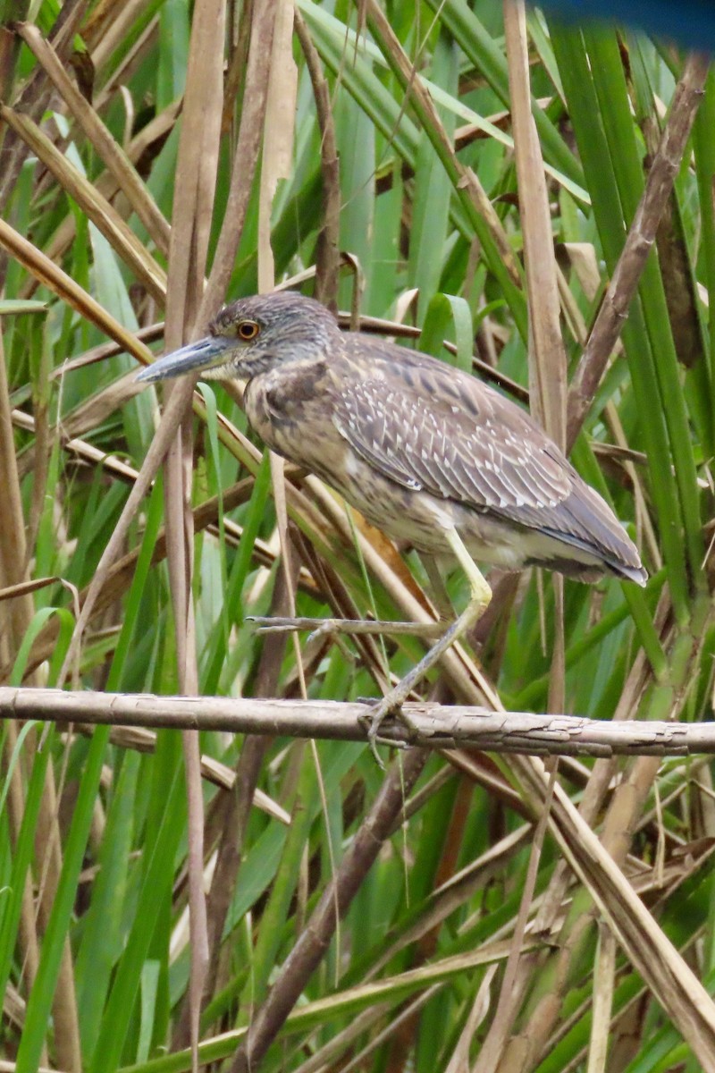 Sarı Tepeli Gece Balıkçılı - ML647848285