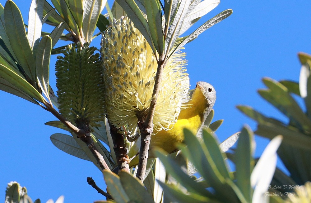 Nashville Warbler - ML647848288