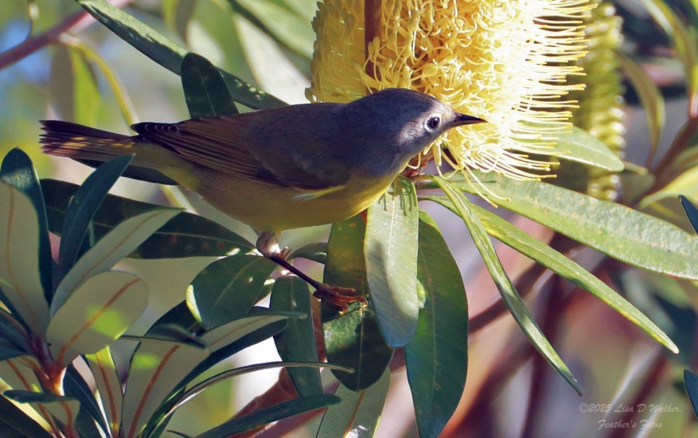 Nashville Warbler - ML647848289