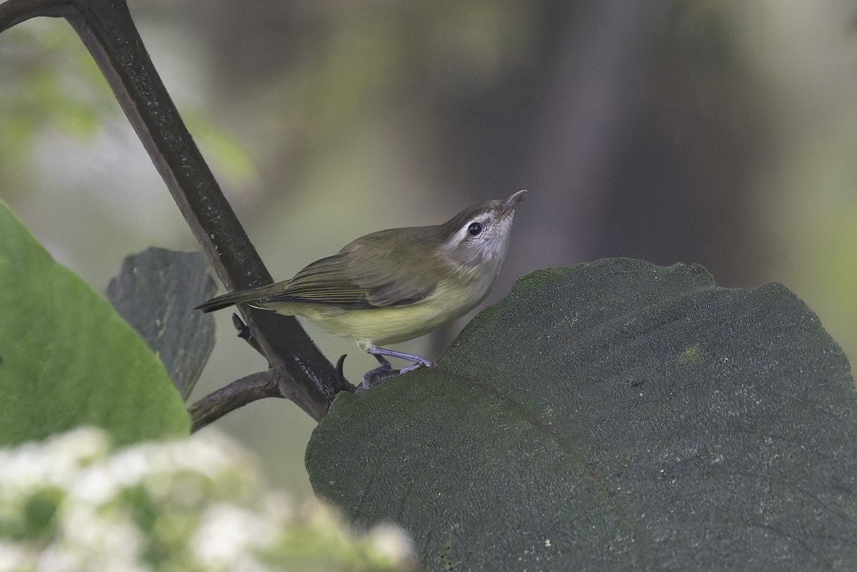 Brown-capped Vireo - ML647848294