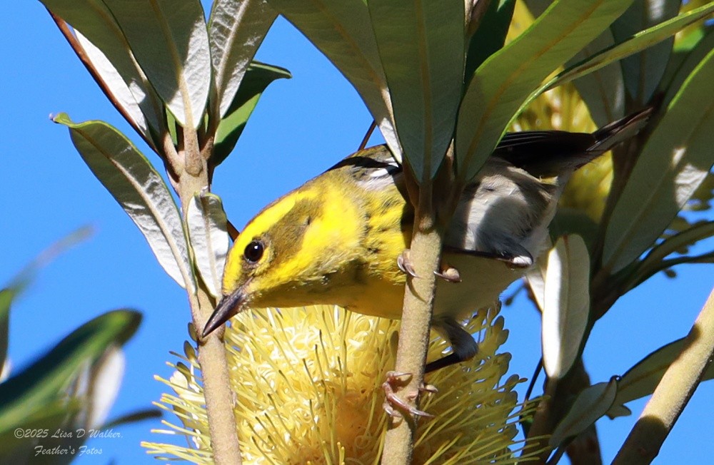 Townsend's Warbler - ML647848299