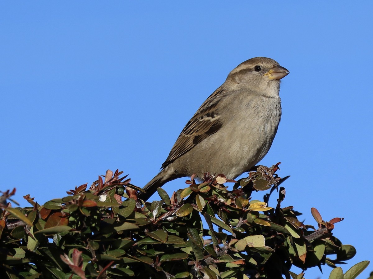 vrabec domácí - ML647848311