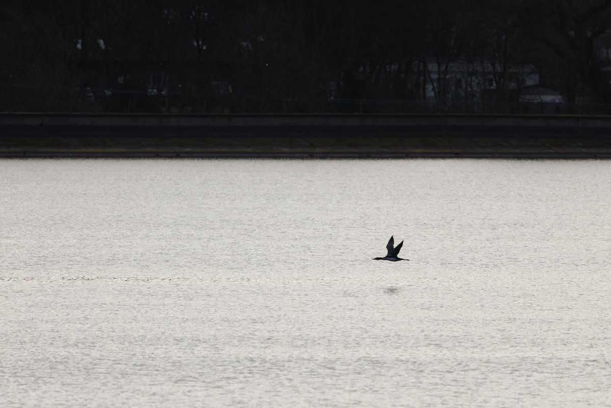 potáplice lední - ML647848325