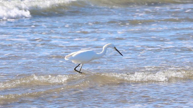 volavka bělostná - ML647848328