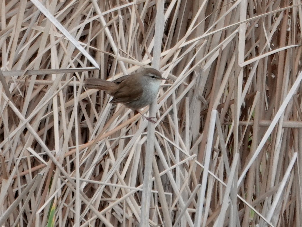 Cetti's Warbler - ML647848329