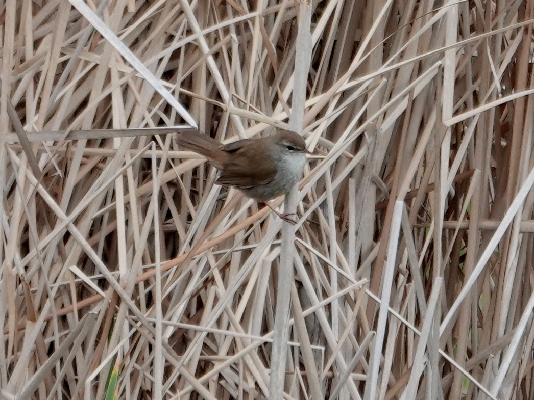 Cetti's Warbler - ML647848330
