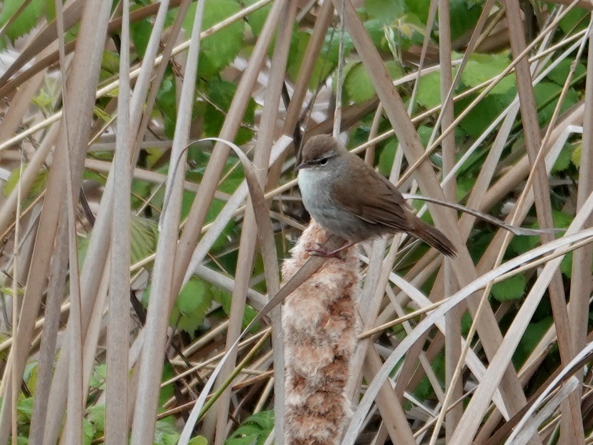 Cetti's Warbler - ML647848331