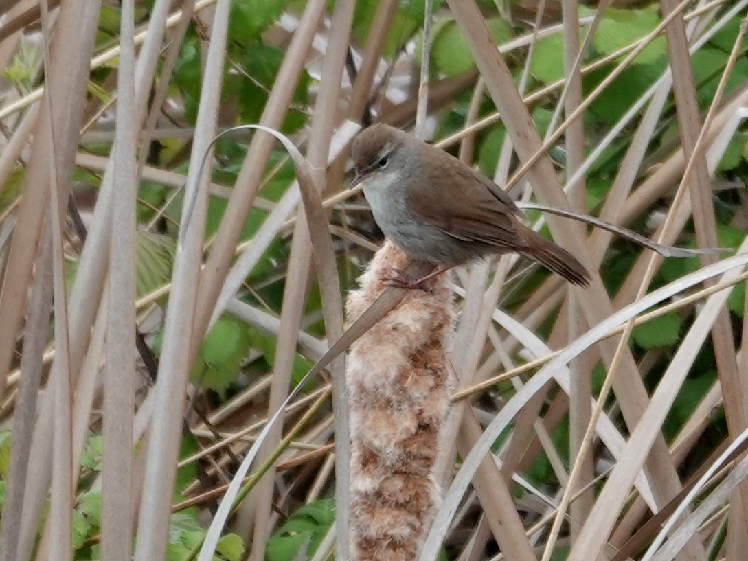 Cetti's Warbler - ML647848332