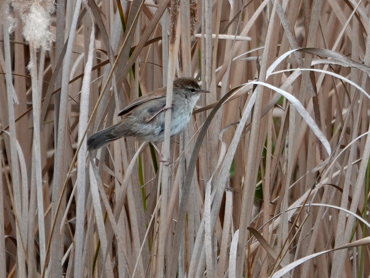 Cetti's Warbler - ML647848333