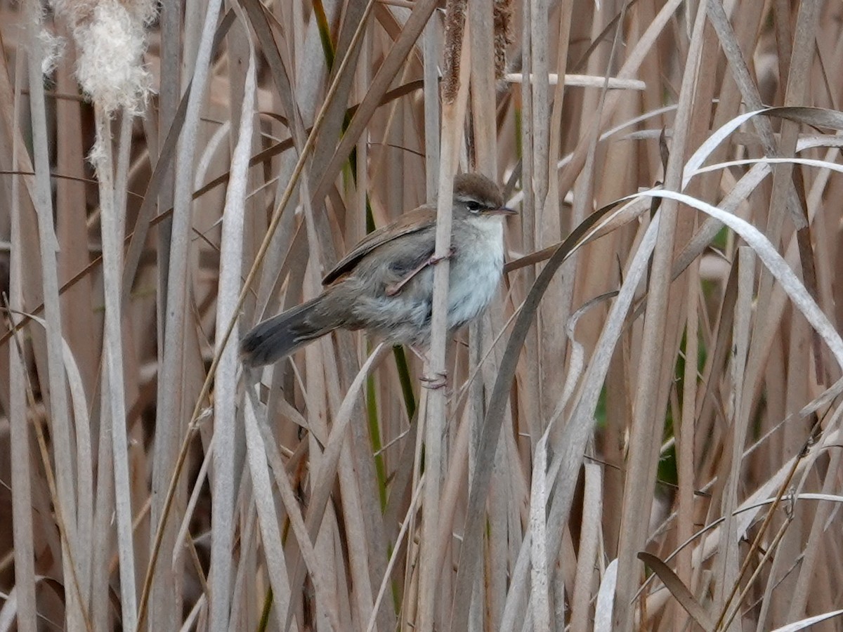 Cetti's Warbler - ML647848334