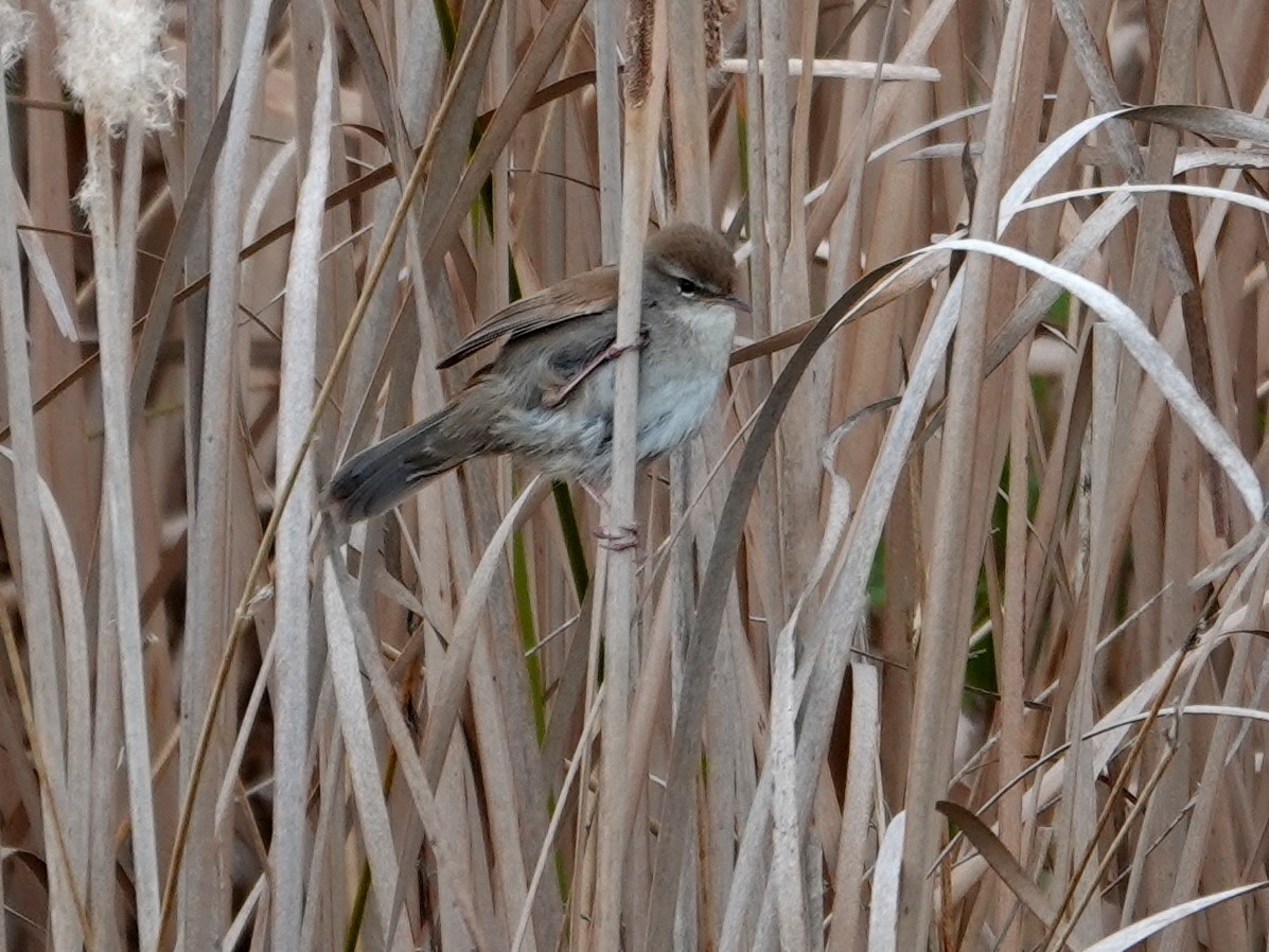 Cetti's Warbler - ML647848335