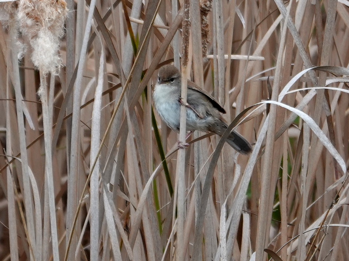 Cetti's Warbler - ML647848336