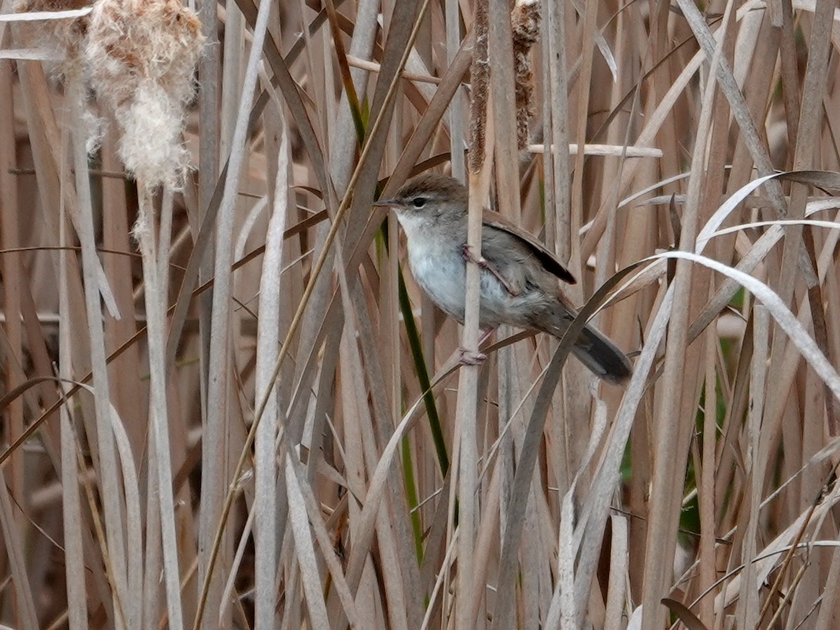 Cetti's Warbler - ML647848337