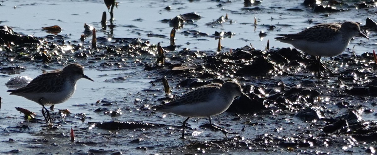 Semipalmated Sandpiper - ML647848369
