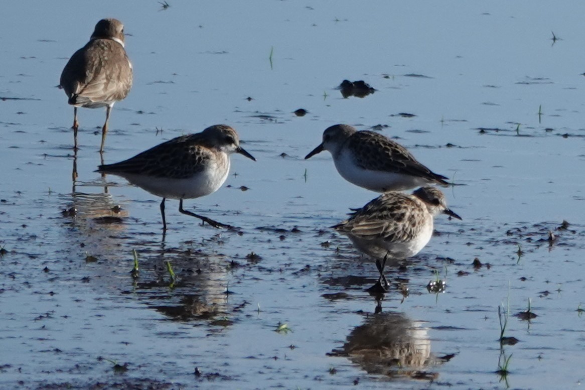 Semipalmated Sandpiper - ML647848429