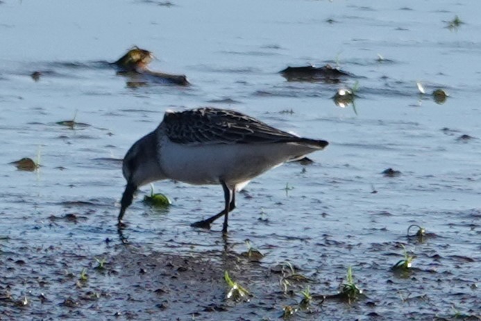 Semipalmated Sandpiper - ML647848445