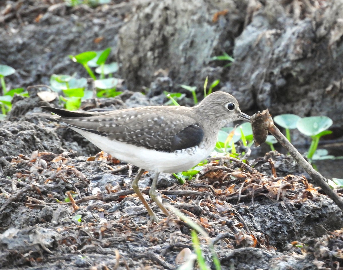 コシグロクサシギ - ML647848460