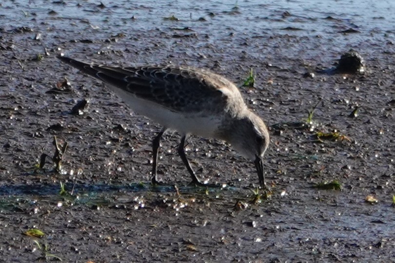 Semipalmated Sandpiper - ML647848461