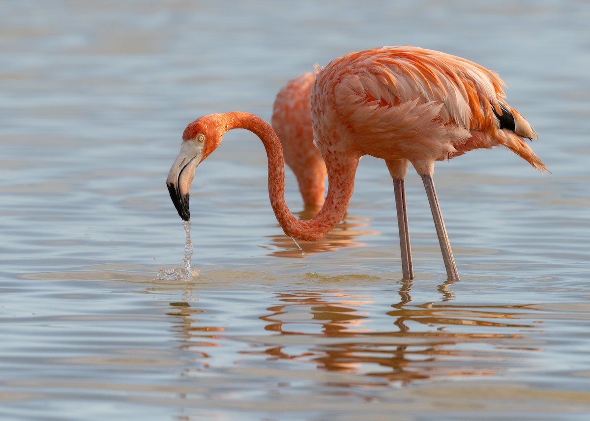 American Flamingo - ML647848464