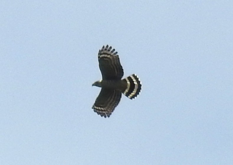 Hook-billed Kite - ML647848468