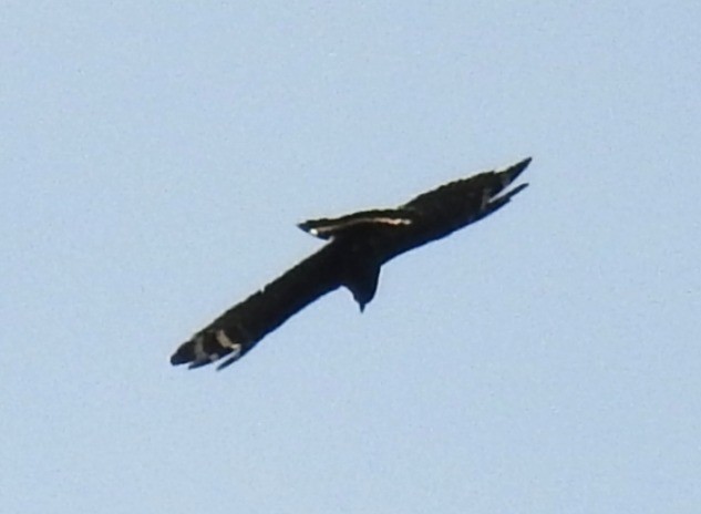 Hook-billed Kite - ML647848469