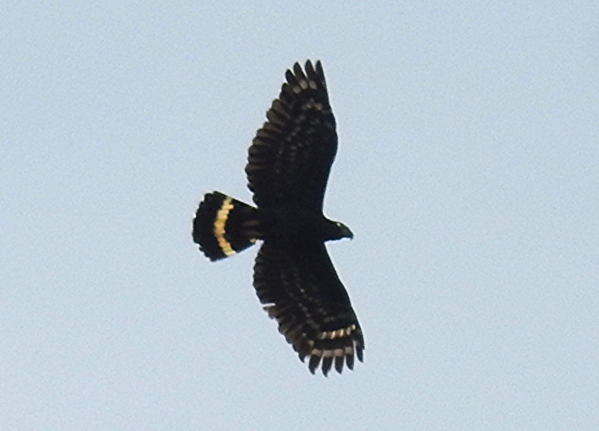 Hook-billed Kite - ML647848470