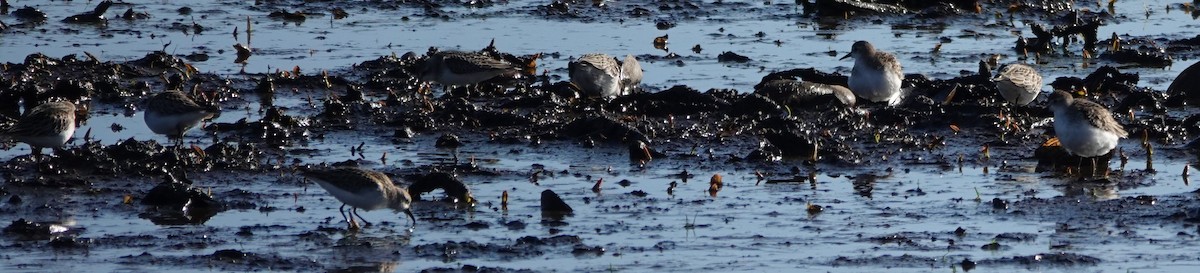 Semipalmated Sandpiper - ML647848476