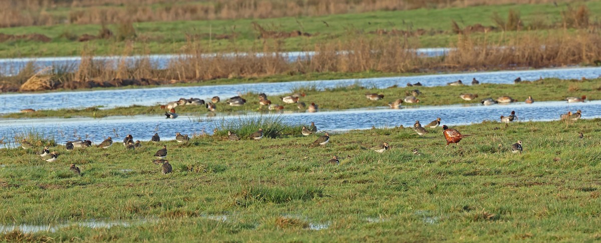 Northern Lapwing - ML647848477